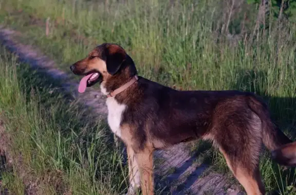 Пропала собака в Тульской области