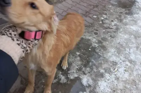 Найдена собака у школы 19, Иркутск