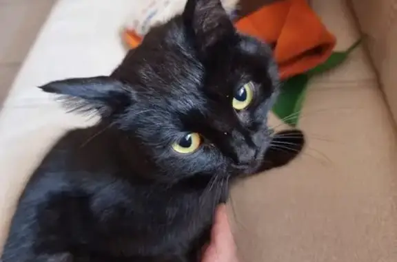 Чёрная кошка найдена в Бузулуке