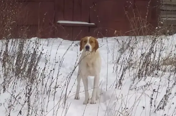 Найдена собака в Эмековском