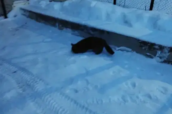 Найдена кошка на ул. Энтузиастов, Оренбург