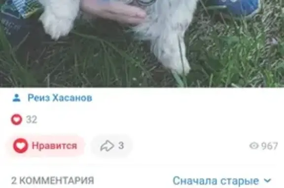 Пропала собака, Ворошиловский пр-т, 16