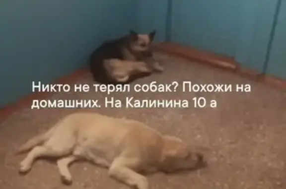 Найдены собаки: Калинина, 10А, Омск