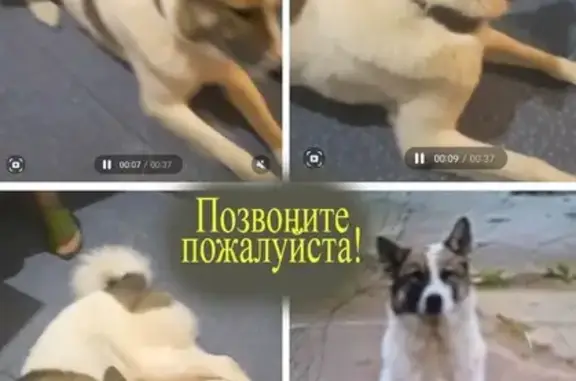Пропала собака, Нижневартовск, ул. Дружбы 9