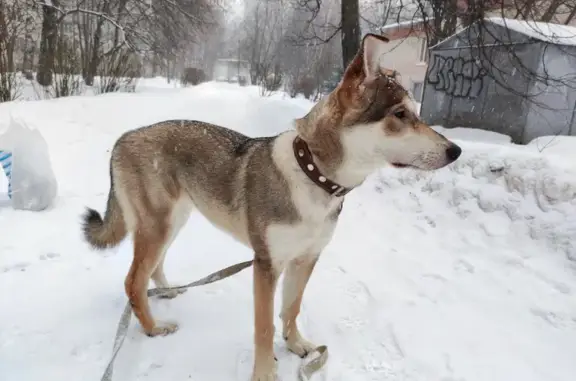 Найдена собака, Санкт-Петербург, фото: Собака найдена: Испытателей 20, СПб