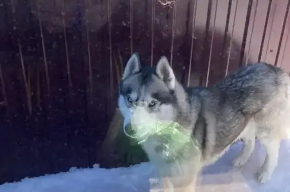 Собаки потеряшки, Пенза, фото: Потеряшка собака: Добролюбова, 11, Пенза