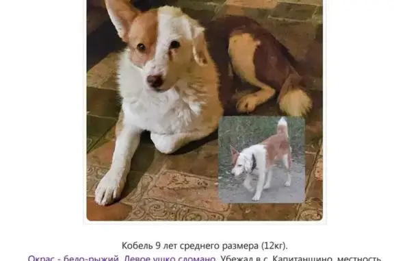 Пропала собака: Кореневщина, Липецк