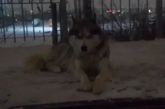 Найдена собака, Пенза, фото: Найдена собака хаски: Стрельбищенская, 18Б