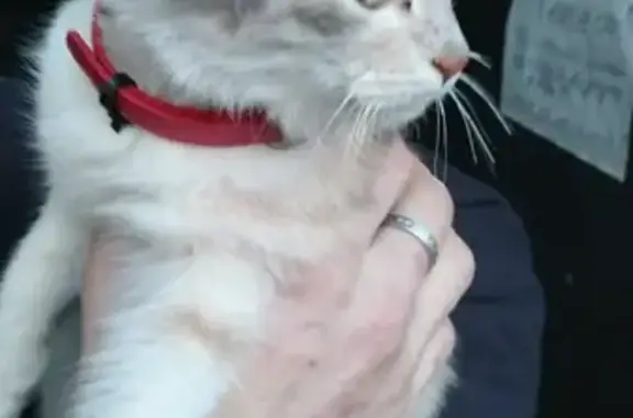 Найдена кошка на Нижнегорской, 54
