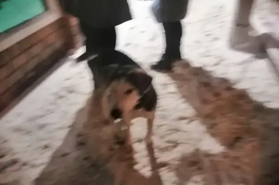 Найдена собака ул. Моисеева, Воронеж