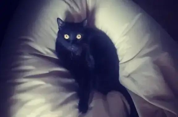 Пропала черная кошка: Каспийская, 26 к1
