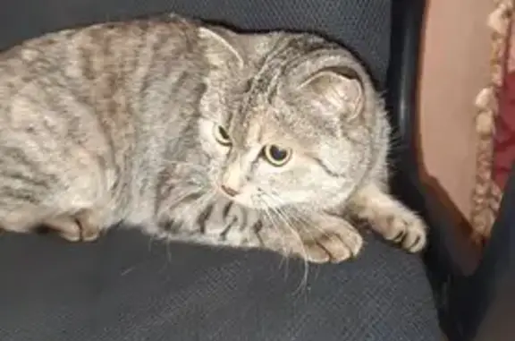 Найдена кошка, Копылова, 72