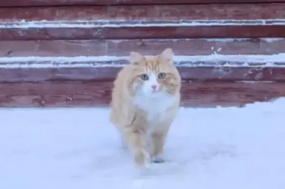 Пропала кошка: Северянка, 5, Томск