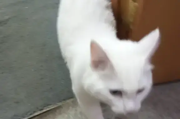 Найдена белая кошка, Московская ул.