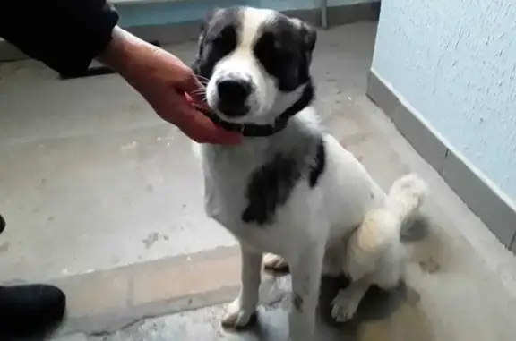 Найдена собака у метро Скобелевская