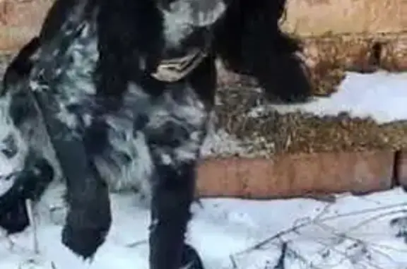 Найдена собака, Главная ул., 52, Владивосток