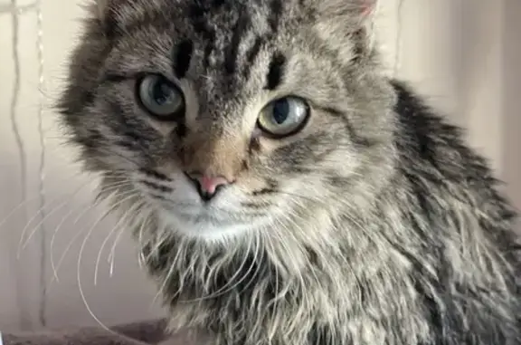Найдена кошка на Ярославке у Костино