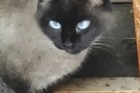 Найдена кошка в Красногорке