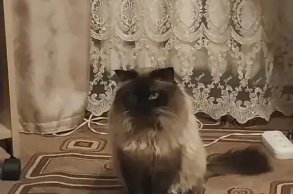 Пропал сиамский кот, Красненькая, 16