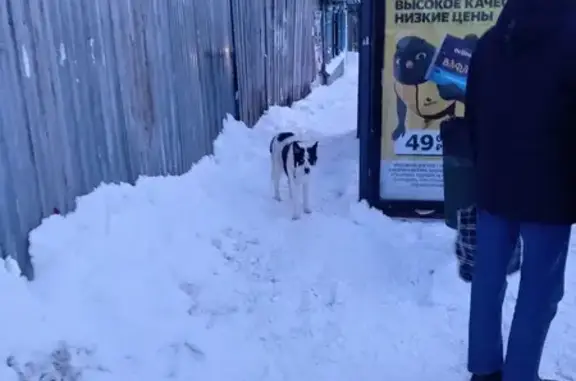 Найдена собака на Арцыбушевской, 105