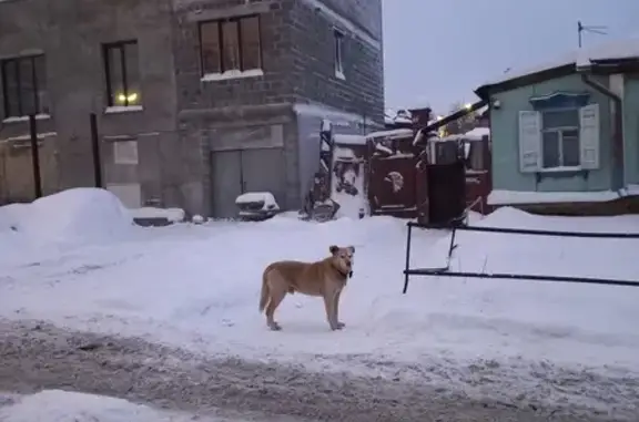 Найдена собака на ул. Рыбаковская, 34