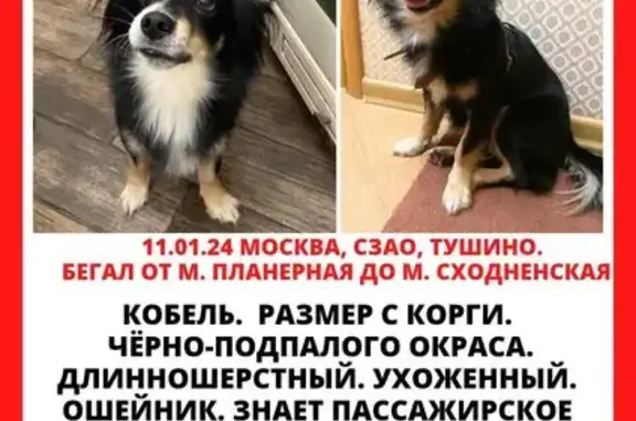 Найдена собака у м.Планерная, Москва