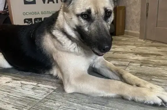 Найдена собака в Иннополисе, Попова