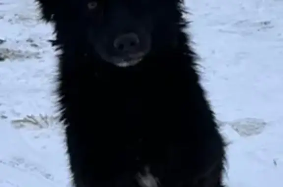 Найдена собака, А-134, Яменское