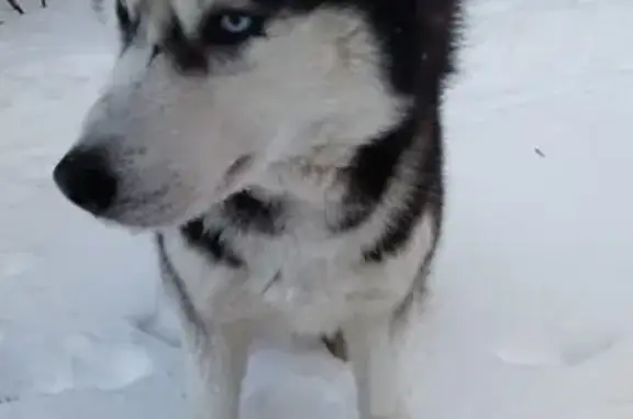 Найдена собака: Бондаренко, 15, Тула
