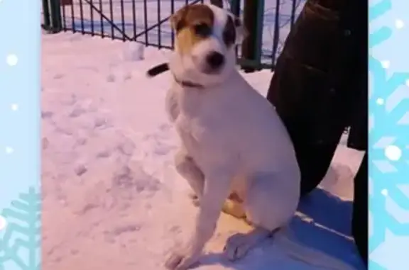 Найдена собака у школы №120, Омск