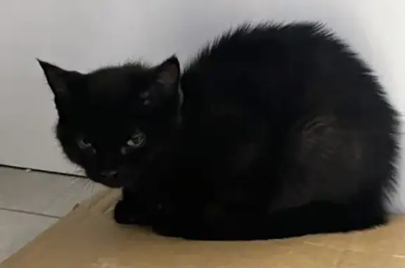 Черный котенок найден: пр. Строителей, 90
