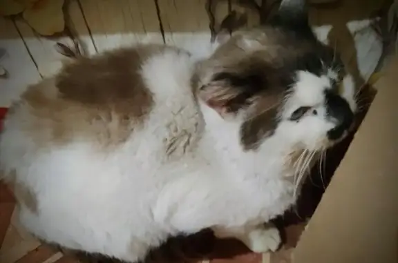 Найден кот: ул. Смехова, 1, Михайловка
