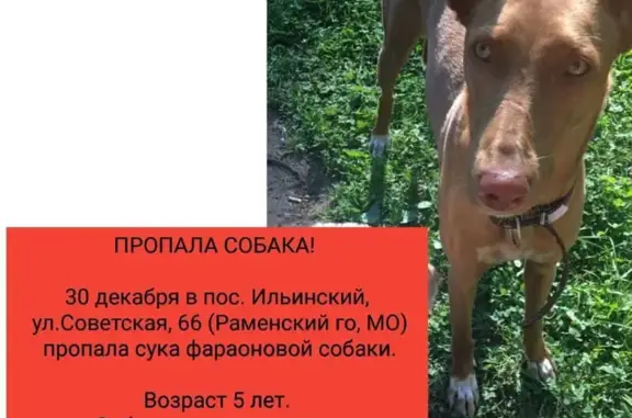 Пропала собака: Октябрьская ул., 14