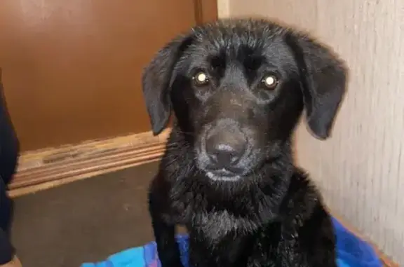 Черная собака найдена, Ставропольская 201