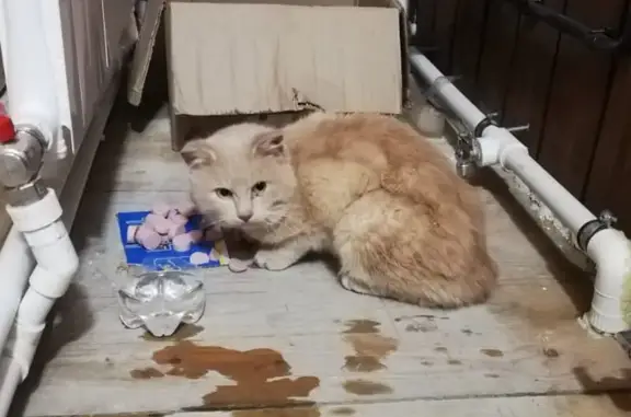 Найдена кошка на Коларовском тракте