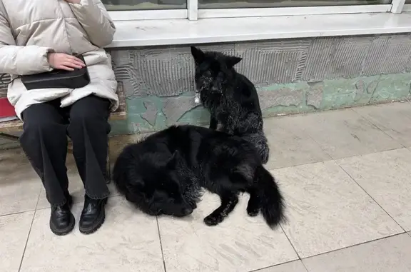 Найдены собаки в Ивантеевке-2