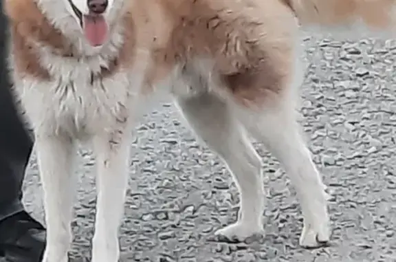 Пропала собака в Арамашево, рыжая