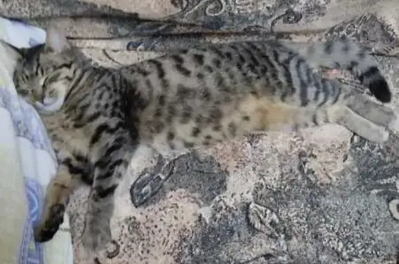 Найден котик: Южное шоссе, 26А, Самара