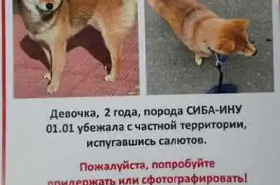 Пропала собака Айка, Синьково