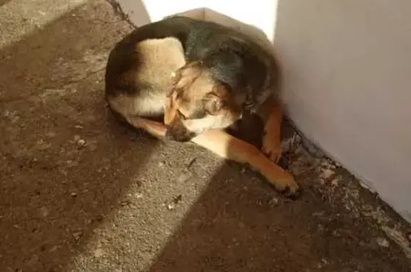 Найдена собака: Красноарм. шоссе, 29