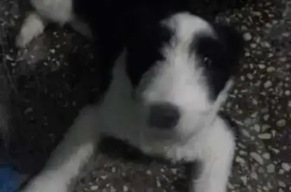 Найден щенок на Доватора, 31, НСК