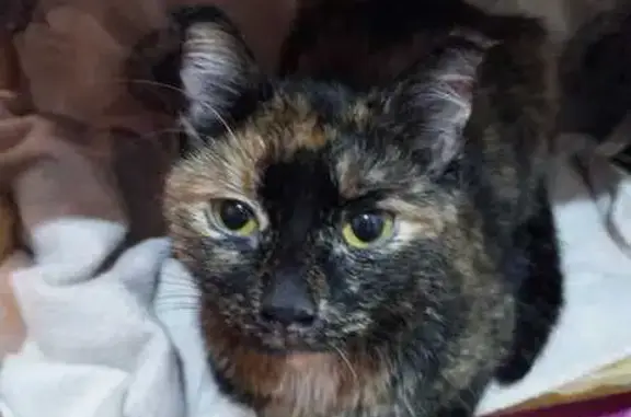 Кошка найдена: Прохорова, 34, Йошкар-Ола