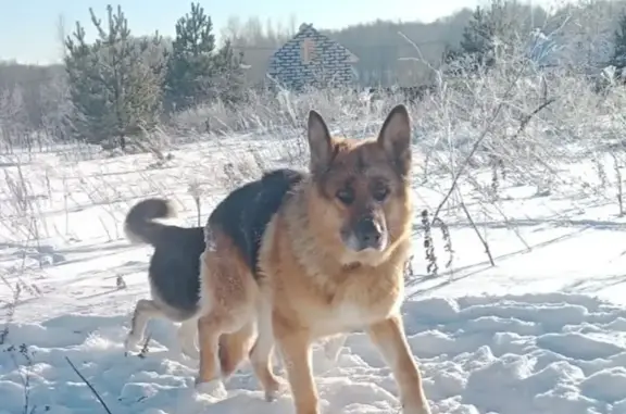 Найдены собаки в Семеновском