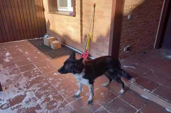Найдена собака: Славянская ул., Пушкино