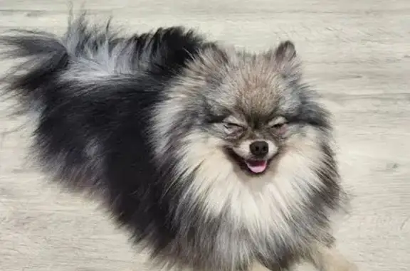 Собаки потеряшки, Санкт-Петербург, фото: Потеряшка шпиц Вольфик, Гражд. пр-т 90