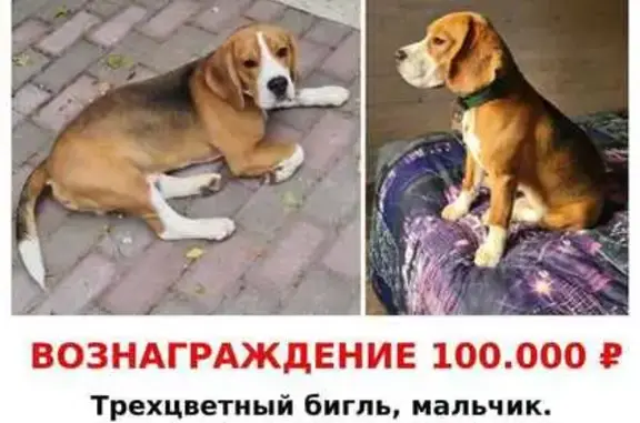 Пропала собака в Дмитрове!