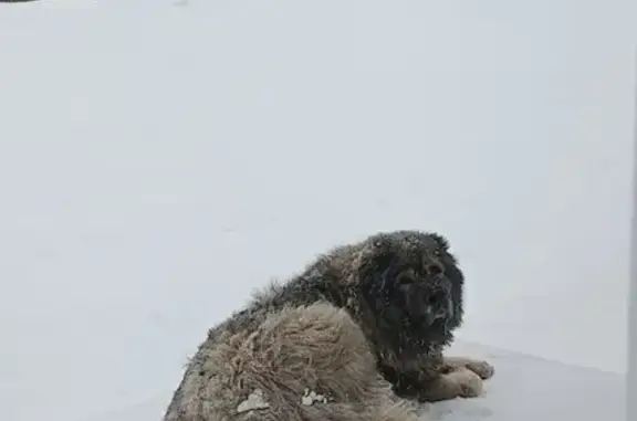 Найдена собака: Кипарисовая, 12, Уфа