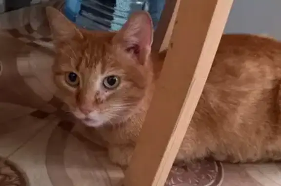 Найдена кошка: Красногвардейская, 50А