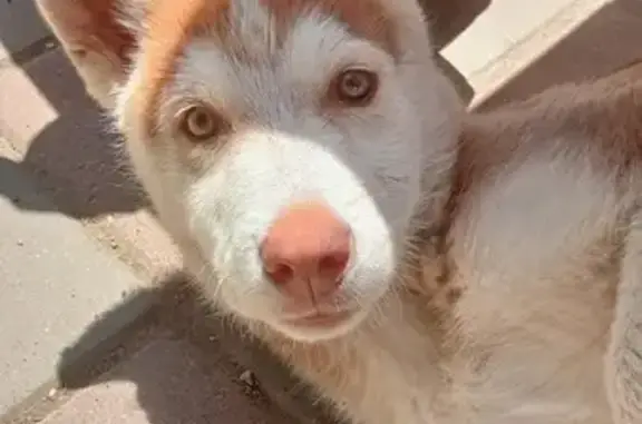 Найдена собака в Травалёве, ищем хозяина