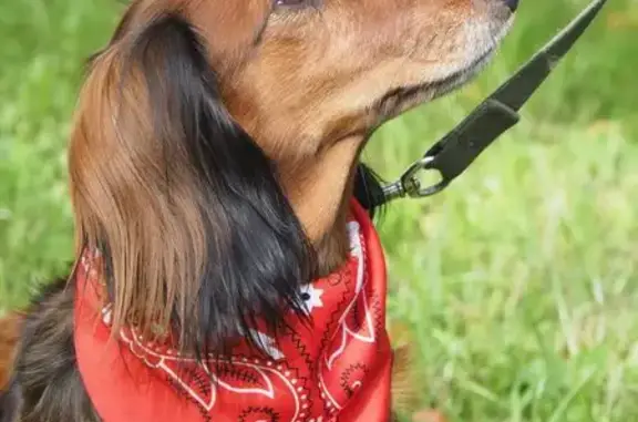 Собаки потеряшки, Санкт-Петербург, фото: Потеряшкаи таксы: Экотропа 